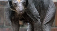 10 Zvierat, ktoré sa ťažko učia bez vlny